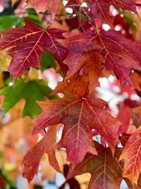 Close-up of maple leaves on plant