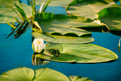 Frog on water lily pad in danube delta