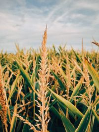 Close-up of stalks in field against sky