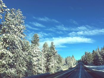 Road amidst frozen trees against blue sky during winter