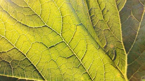 Full frame shot of green leaf