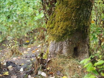 Close-up of moss growing on tree trunk