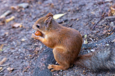 Squirrel sitting on ground