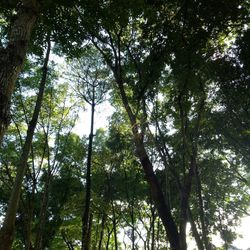 Low angle view of trees in forest against sky