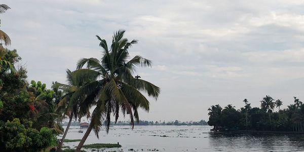 Palm trees on beach against sky