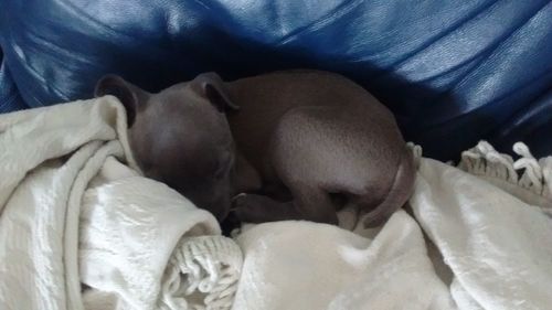 Cat sleeping on bed