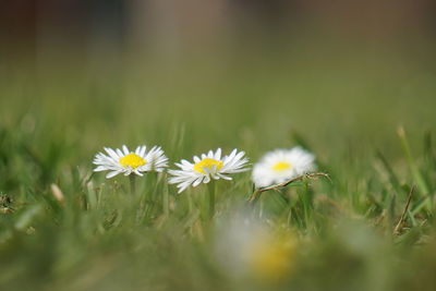 Close-up of white flowering plant on field