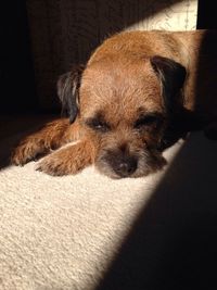 Close-up of dog resting