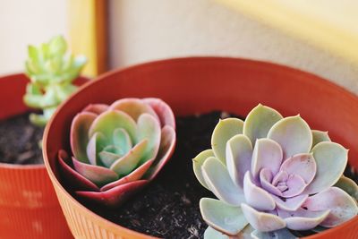 High angle view of succulent plant on table