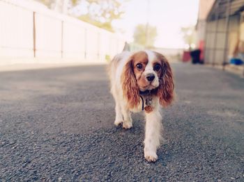 Close-up of dog