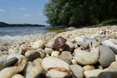 Surface level of pebbles on beach