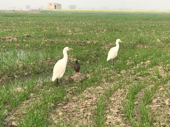 White duck on field