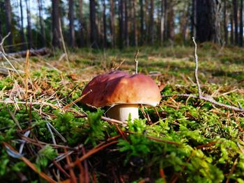 Close-up of mushroom growing on field