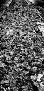 Full frame shot of leaves floating on water