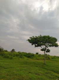 Tree on field against sky