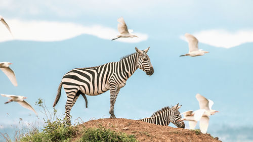 Zebra on grassland in africa, national park of kenya