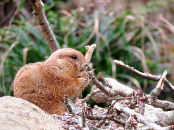 Close-up of squirrel on tree