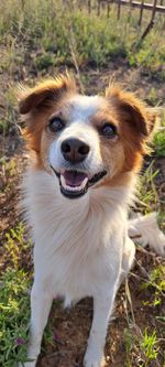 Close-up of dog on field