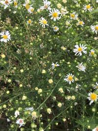 Flowers blooming in spring