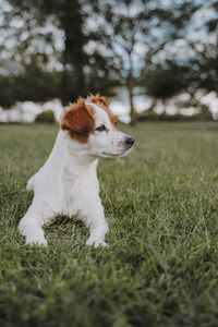 Dog looking away on field