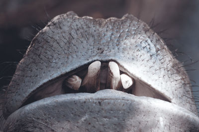 Close-up of hippopotamus