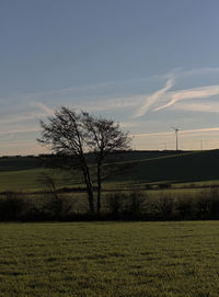Tree on field against sky during sunset
