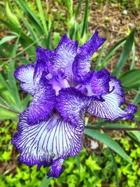 Close-up of purple iris flower