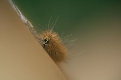 Close-up of insect