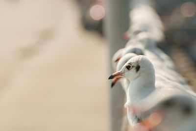 Seagull stand and looking on the sea.