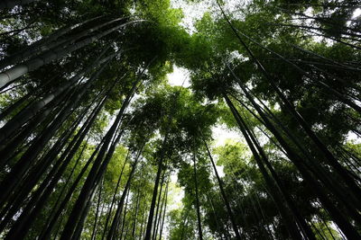 Low angle view of bamboo trees in forest