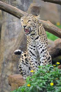 Leopard is open mouth.