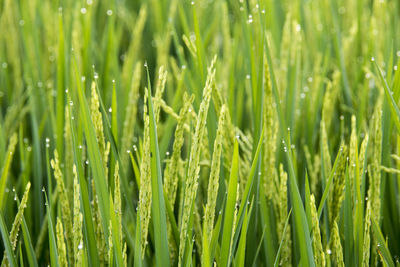 Close-up of crops growing on field