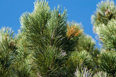 Low angle view of trees against sky