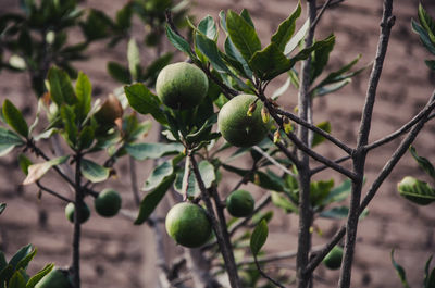 Close-up of fruits growing on tree