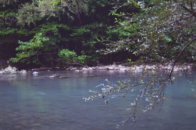 Scenic view of lake in forest