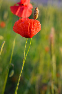 Close-up of red poppy flower on field