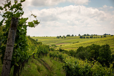 Scenic view of agricultural field against sky