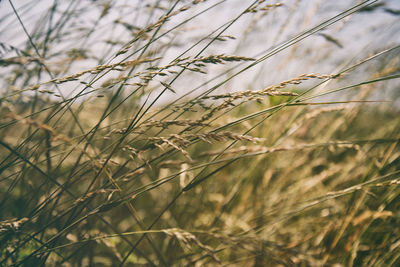 Close-up of wheat growing on field