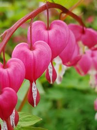 Close-up of pink orchid