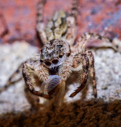 Close-up of spider