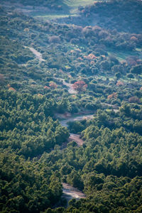 High angle view of trees in forest