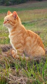 Close-up of cat on field