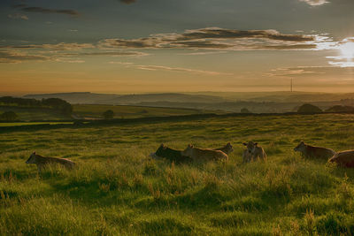 Cows on grassy field against sky during sunset