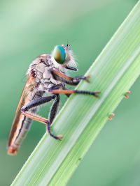 Close-up of butterfly on leaf