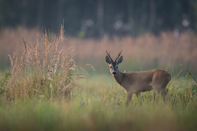 Deer standing on field