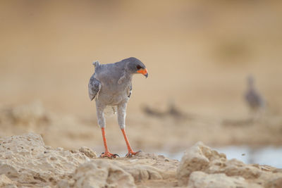 Close-up of bird perching on rock