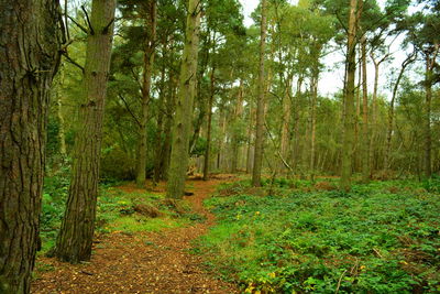Trees in forest