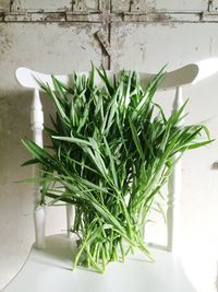 Close-up of grasses on table