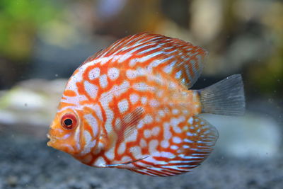 Close-up of fish swimming in sea