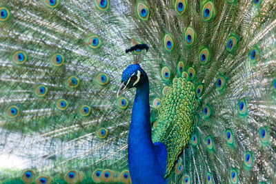 Close-up of peacock